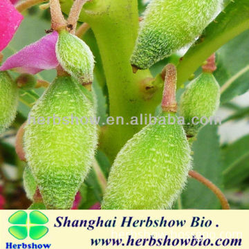 good quality for rose balsam seeds